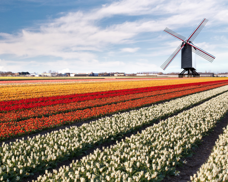 windmill